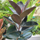 Ficus Burgundy Lplficbur - Garden Express Australia