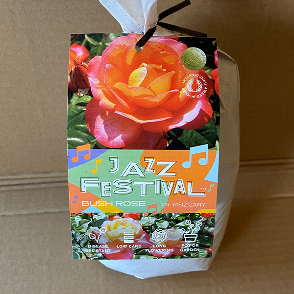 Rose Jazz Festival
