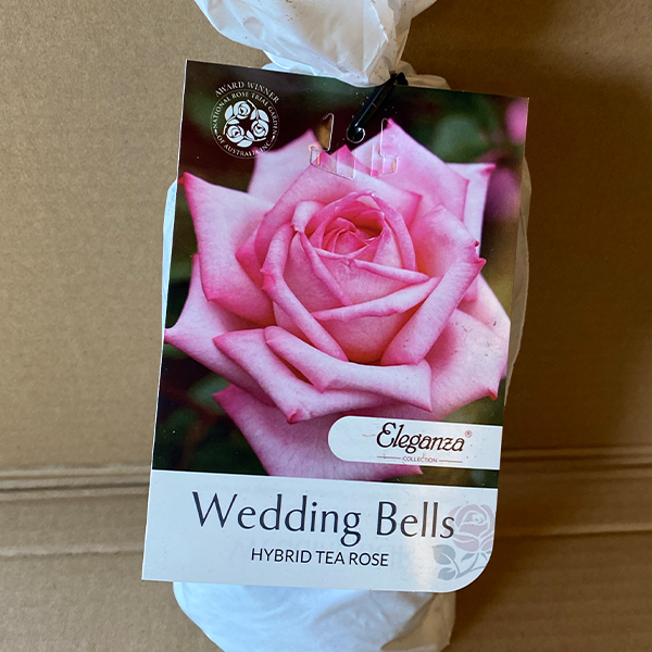 Rose Wedding Bells