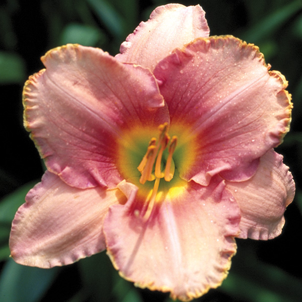 Daylily Driving Me Wild