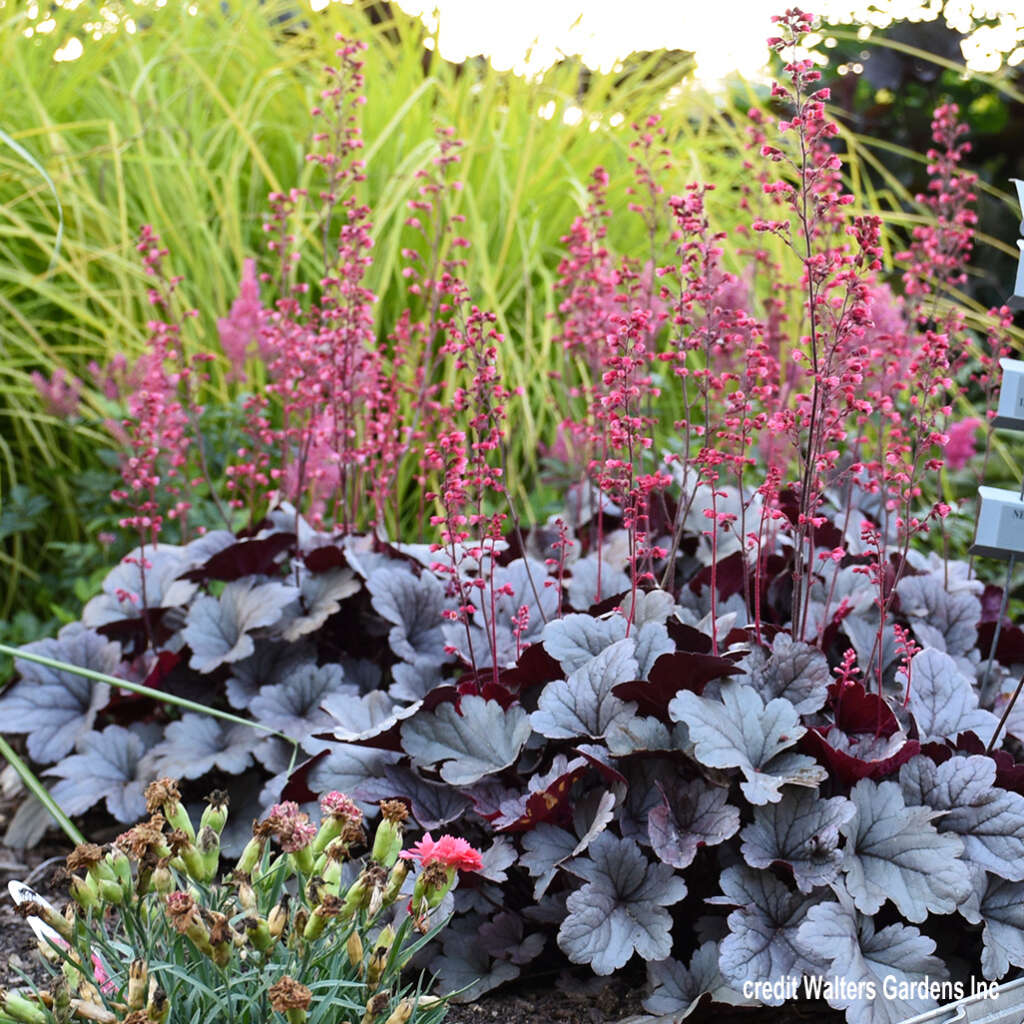 Heuchera Silver Gumdrop - Garden Express