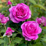 Rose Adorable Rospado - Garden Express Australia