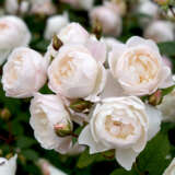 Rose Desdemona Rosddes - Garden Express Australia