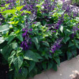 Salvia Purple & Bloom