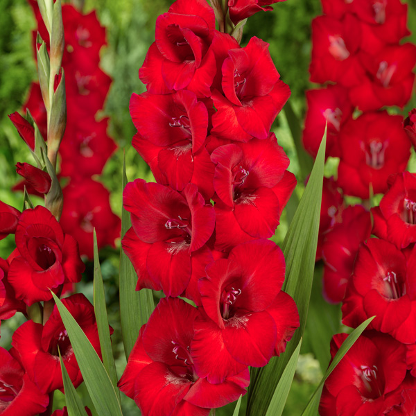 Gladioli Roma - Garden Express