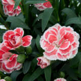 Carnation Oscar White & Red