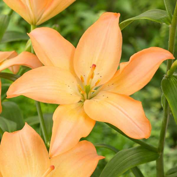 Lilium Easy Whisper