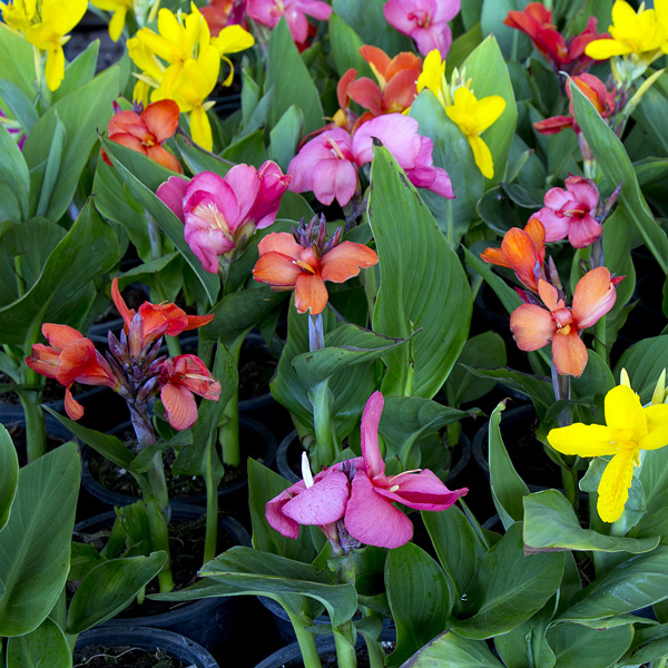 Canna Lilies - Garden Express - Australia's Largest Online Nursery