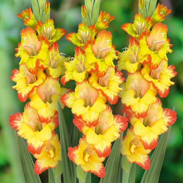 Glamour Gladioli Joenna - Garden Express