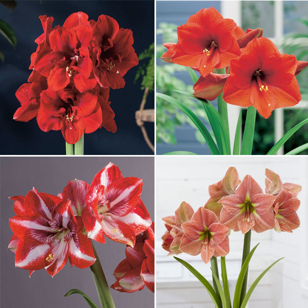 Hippeastrum New Release Collection