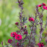 Leptospermum Dwarf Red Tea Tree