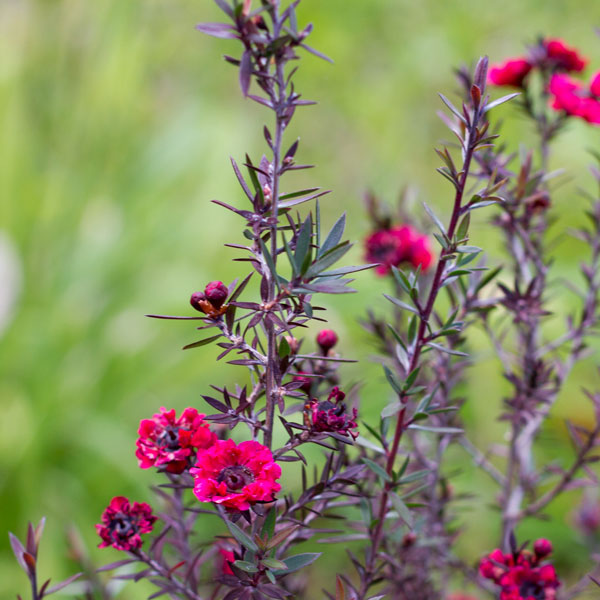 Leptospermum Dwarf Red Tea Tree