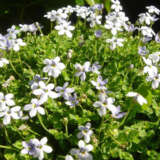 Pratia White Lpowhipra - Garden Express Australia