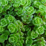 Sedum Green Mound