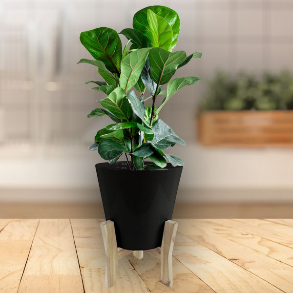 Jayda Black Pot Plant & Stand With Ficus Bambino Garden Express