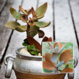 Kalanchoe Copper Spoons