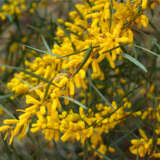 Acacia Floribunda