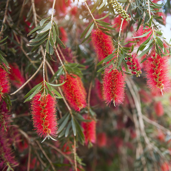 Callistemon Weeping Bottlebrush