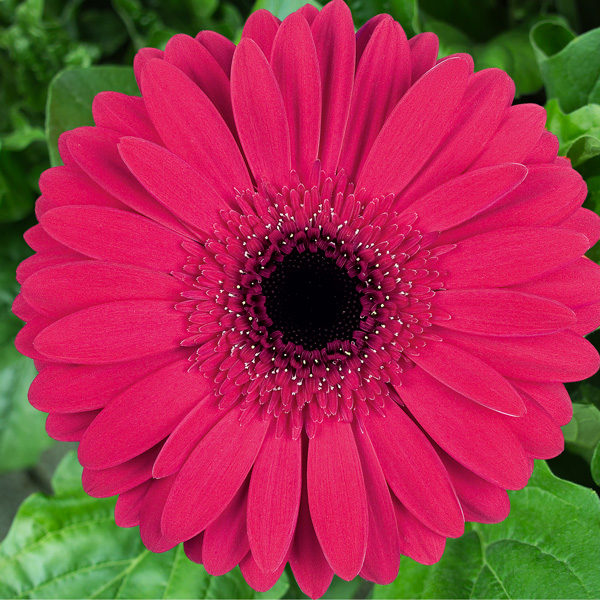 Gerbera Intense