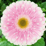 Gerbera Maxime Pkgermax - Garden Express Australia