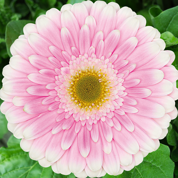 Gerbera Maxime