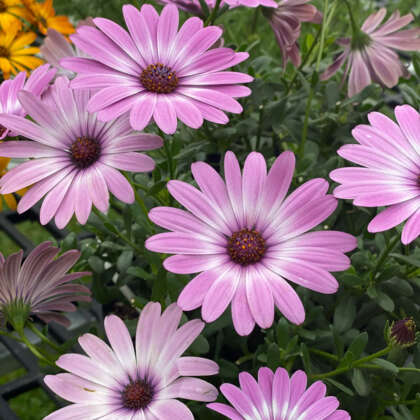 Osteospermum Tradewinds Pink - Garden Express