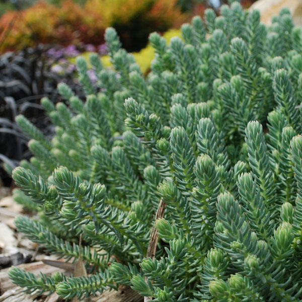 Sedum Blue Feather