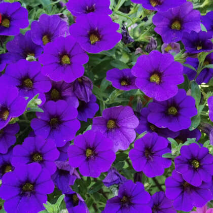 Calibrachoa Cruze Control Dark Blue - Garden Express