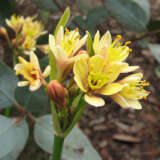 Calostemma Yellow Garland Lily