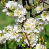 Chaenomeles Nivalis Pplchaniv - Garden Express Australia