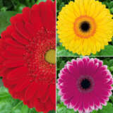 Gerbera Bold Collection 2024 Colgerbol - Garden Express Australia