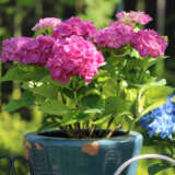 Hydrangea Tea Time Pink Pplhydttpk - Garden Express Australia