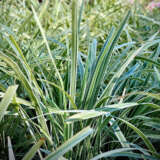 Mondo Grass Variegated