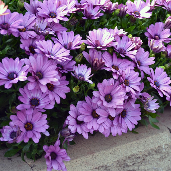 Osteospermum Serenity Pink