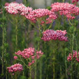 Ozothamnus Red Gingham