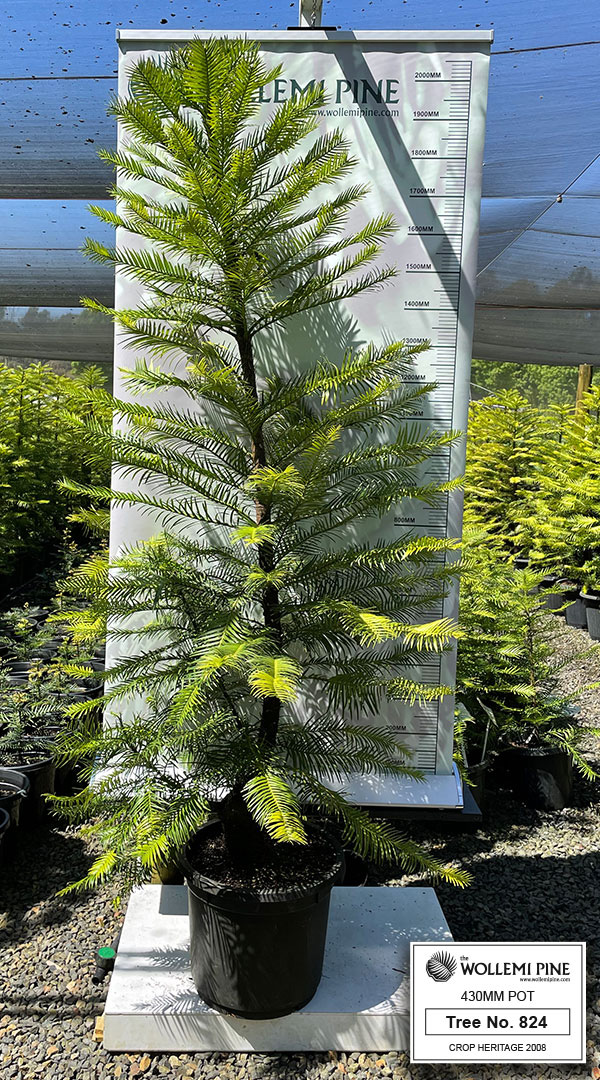 Wollemi Pine Number 824 – 430mm Pot