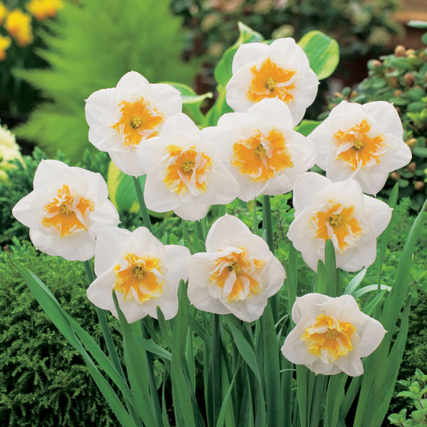Daffodil Dolly Mollinger