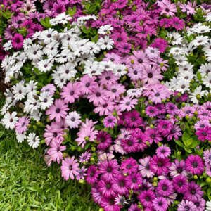 Osteospermum Akila Collection - Garden Express