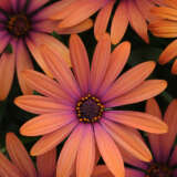 Osteospermum Serenity Bronze