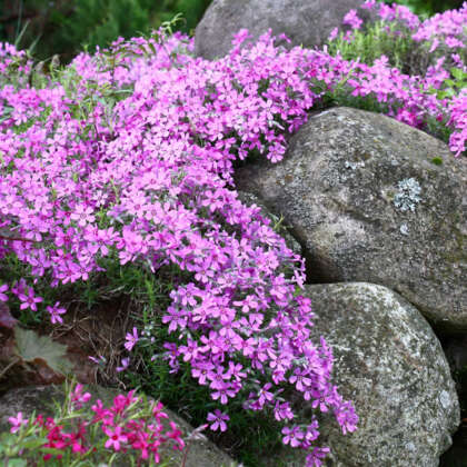 Phlox McDaniels Cushion - Garden Express