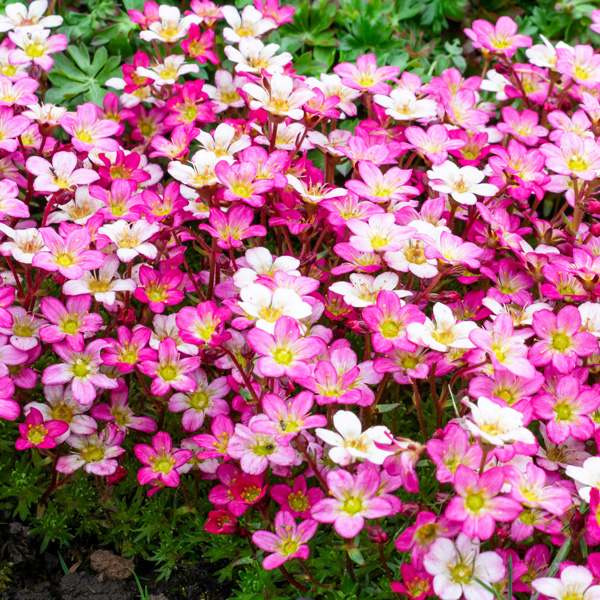 Saxifraga Alpino Rose - Garden Express