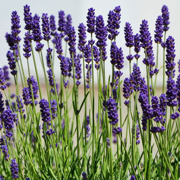 Lavender Aromatico Blue - Garden Express