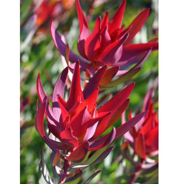 Leucadendron Red Devil