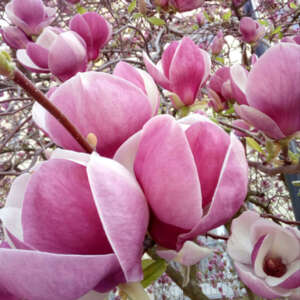 Magnolia Soulangiana - Garden Express