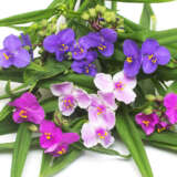 Tradescantia Shimmer Mixed X 3