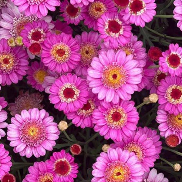Argyranthemum Aramis Dark Pink