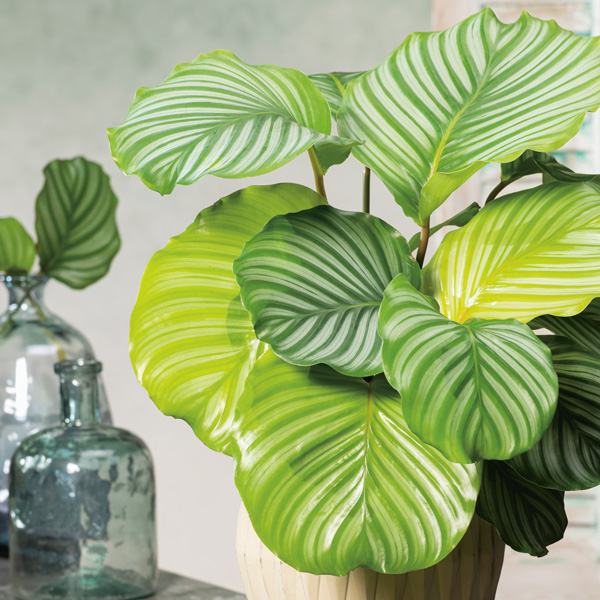 Calathea Orbifolia