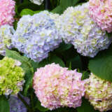 Hydrangea Joseph Banks P14hydjba - Garden Express Australia