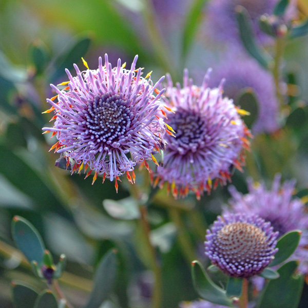 Isopogon Lollypop