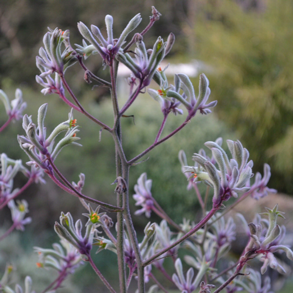 Kangaroo Paw Landscape Lilac